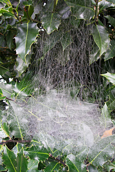 spider web