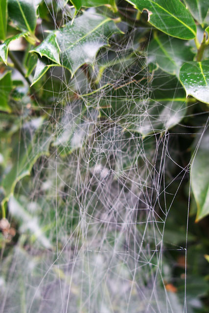 spider web