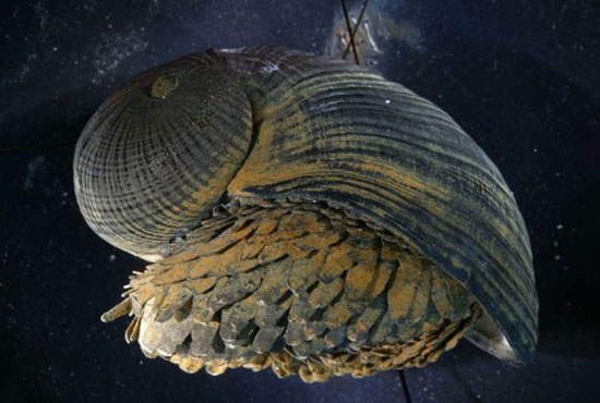 iron deep-sea snail mollusc